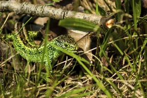 Sand lizard (Lacerta a. agilis)