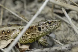 Sand lizard (Lacerta agilis)