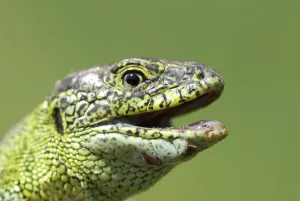 Sand lizard (Lacerta agilis)