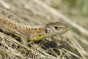 Sand lizard (Lacerta agilis agilis)