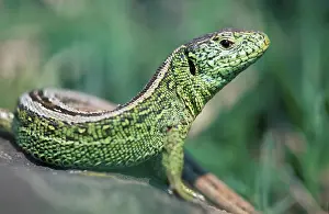 Sand lizard (Lacerta agilis), male