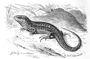 Sand lizard (Lacerta agilis), reptile from the family of the true lizards