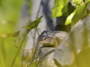 Sand lizard (Lacerta agilis), Wetzlar