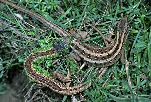 Sand Lizards (Lacerta agilis), Hessen, Germany