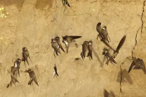 Sand Martin, Bank Swallow, Riparia riparia