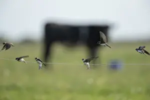 Sand martin (Riparia riparia) adult birds landing on a wire fence in summer