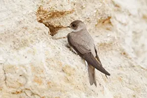 Sand martin (Riparia riparia) at the breeding tube