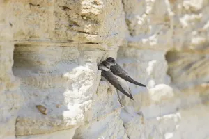 Sand Martin (Riparia riparia), on breeding wall