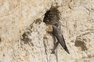Sand Martin (Riparia riparia) building nest hole