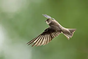 Sand martin (Riparia riparia), in flight