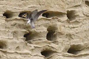Sand martin (Riparia riparia) nesting in a sand pit Sand excavation and feeding chicks in a nest in a sandy rock face