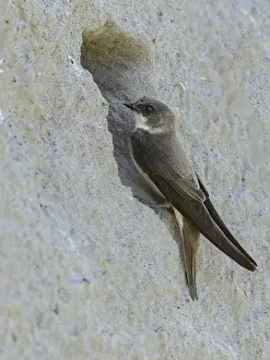 Sand martin (Riparia riparia) sitting in front of its breeding tube