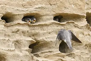 Sand martin (Riparia riparia) Young birds Chicks and feeding parents in a sand pit Sand excavation