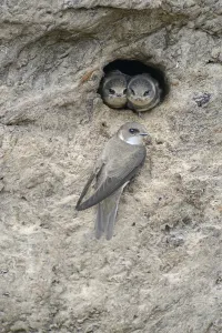 Sand Martins or Bank Swallows (Riparia riparia)