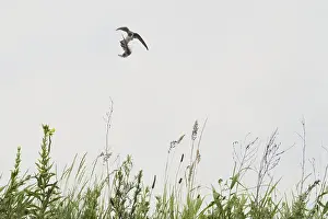 Sand martins (Riparia riparia) flying over a meadow