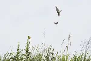 Sand martins (Riparia riparia) flying over a meadow