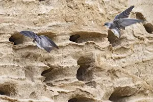 Sand martins (Riparia riparia) flying in front of a sand pit Sand excavation