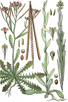 Sand Rock-cress (Cardaminopsis arenosa) on the left and Tower mustard (Arabis glabra) on the right