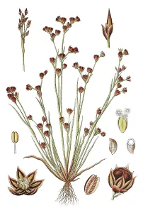 Sand rush (Juncus tenageia), medicinal plant