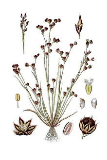 Sand rush (Juncus tenageia), medicinal plant