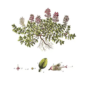 Sand thyme (Thymus serpyllum) or field thyme
