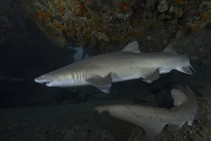 Sand tiger shark (Carcharias taurus)
