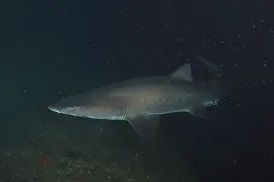Sand tiger shark (Carcharias taurus)