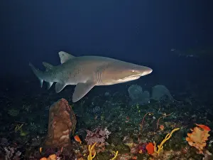 Sand tiger shark (Carcharias taurus)