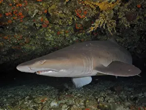 Sand tiger shark (Carcharias taurus)