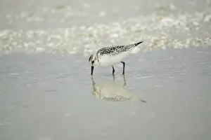 Sanderling (Calidris alba)