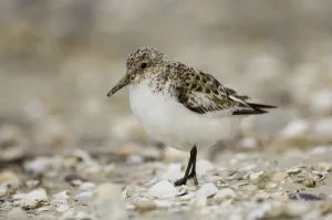 Sanderling (Calidris alba)