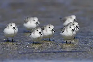 Sanderling (Calidris alba), Andalusia