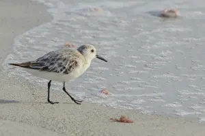 A sanderling (calidris alba) on the beach of the Gulf of Mexico in Florida