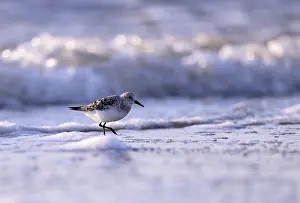 Sanderling (Calidris alba) on the beach with waves