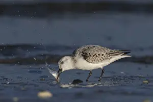 Sanderling (Calidris alba) catching fish in shallow water