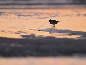 Sanderling (Calidris alba) foraging on the North Sea beach in the reddish evening light