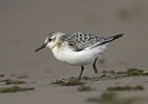 Sanderling (Calidris alba), juvenile