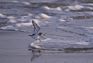 Sanderling (Calidris alba) landing in a wave