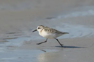 Sanderling (Calidris alba), Mecklenburg-Vorpommern
