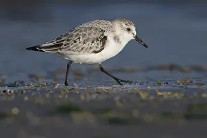 Sanderling (Calidris alba) running in shallow water