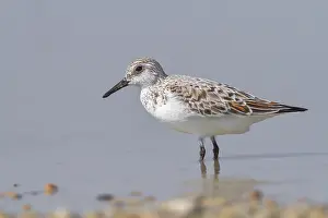 Sanderling (Calidris alba), standing in shallow water