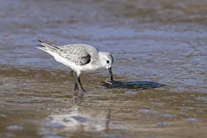 Sanderling (Calidris alba) standing in the water with a worm in its beak