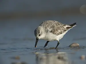 Sanderling (Calidris alba), Texel