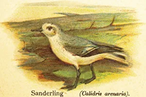 Sanderling (Calidris alba), side view