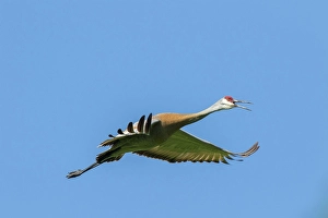 Sandhill crane (Grus canadensis) in flight under a blue sky