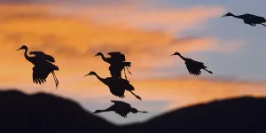Sandhill Cranes (Grus canadensis) in flight at sunset