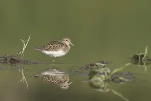 Least Sandpiper (Calidris minutilla)