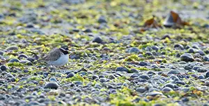 A sandplover (Charadrius hiaticula) with very young chicks under its wing