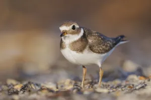Sandregenpfeifer, Charadrius hiaticula Common ringed plover