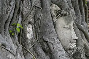 Sandstone Buddha head at the foot of a Bodhi tree in Wat Mahathat